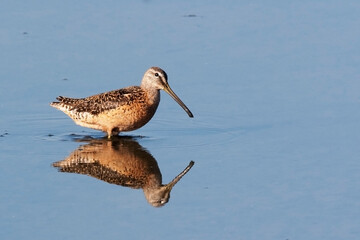 Long-billed Dowitcher, Limnodromus scolopaceus, wading in water