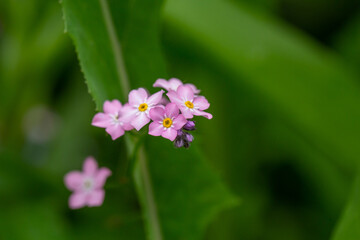 Blooming pink forget me not flower on a green background on a sunny day in springtime macro photography. Blooming Myosotis wildflowers with pink petals on a summer day close-up photo.	