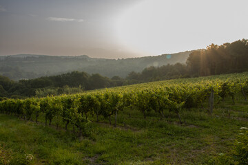 vineyard field in northern Spain at dawn