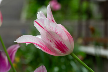 Obraz premium Blooming bicolor tulip flower on a dark green background on a summer day macro photography. Garden tulip with pink-white petals in springtime close-up photography. 