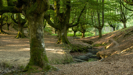 Ancient beech roots in solitary forest in northern Spain with river crossing.