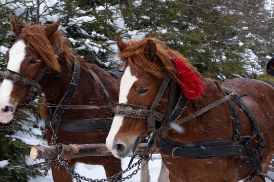 A Pair Of Horses In A Snowy Forest. Portrait Of Horses. Horse Close Up.