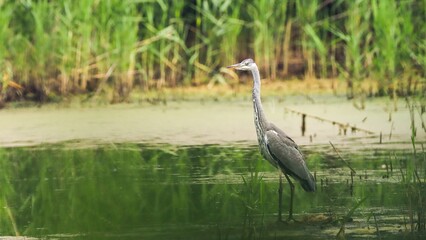 great blue heron ardea cinerea