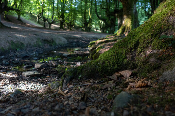Ancient beech roots in solitary forest in northern Spain with river crossing.