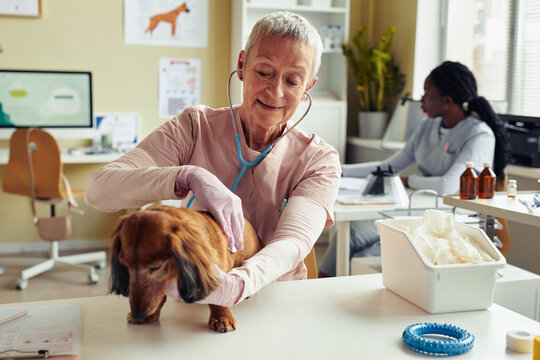 Portrait of female senior veterinarian examining cute dog and listening to heart with stethoscope