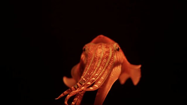 common cuttlefish close-up, on a black background, funny aquarium pet