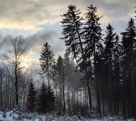 Nature under the snow during winter. Slovakia