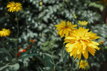 yellow fluffy flowers in a beautiful treatment.beautiful background