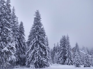Nature under the snow during winter. Slovakia