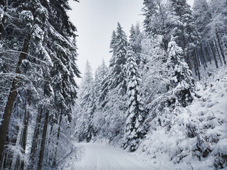 Nature under the snow during winter. Slovakia