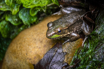 A bronze frog  on a rock by the pond
