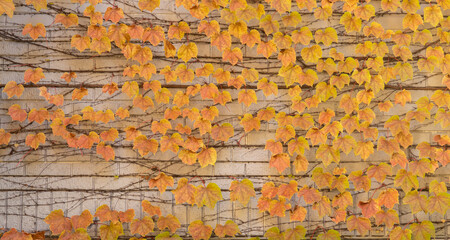 Autumn ivy vine against brick wall background