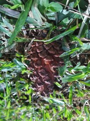 pinewood in the grass