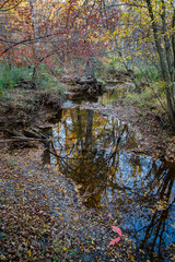 Reflection of trees in creek in the woods in the fall 
