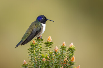 Ecuadorian Hillstar hummingbird feeding on the national flower of Ecuador Chuquiraga sp.