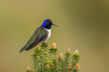 Ecuadorian Hillstar hummingbird feeding on the national flower of Ecuador Chuquiraga sp.