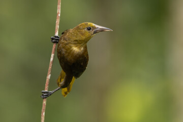 Russet-backed oropendola perched on a branch in the rainforest