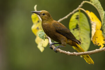 Russet-backed oropendola perched on a branch in the rainforest