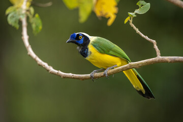 Green Jay perched on a branch