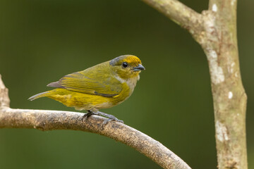 Orange-bellied Euphonia perched on a branch