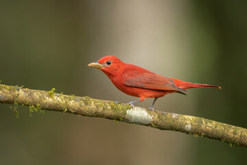 Summer tanager perched on a branch
