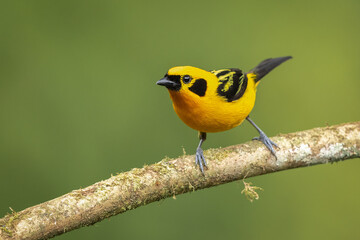 Golden Tanager perched on a branch in the rainforest