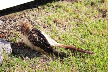 Photograph of a Guira cuckoo. The bird was found on the beach of Atlântida, in Rio Grande do Sul, Brazil.