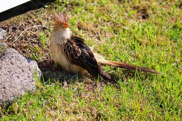 Photograph of a Guira cuckoo. The bird was found on the beach of Atlântida, in Rio Grande do Sul, Brazil.