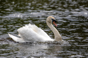 Obraz premium Mute Swan, London, United Kingdom