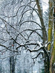 Obraz premium Nature under the snow during winter. Slovakia