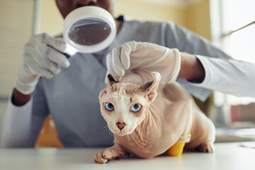 Close up portrait of blue eyed sphynx cat in vet clinic during health check up, copy space