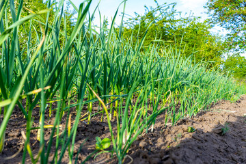 Green young shoots of garlic. Growing garlic in agriculture