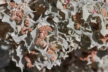 Red flowering determinate staminate cymose head inflorescences of Atriplex Hymenelytra, Amaranthaceae, native perennial dioecious evergreen shrub in Death Valley, Northern Mojave Desert, Springtime.