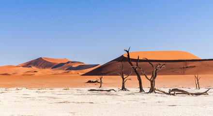 Dead acacia trees and dunes in the Namib desert / Dunes and dead camel thorn trees , Vachellia erioloba, in the Namib desert, Dead Vlei, Sossusvlei, Namibia, Africa.