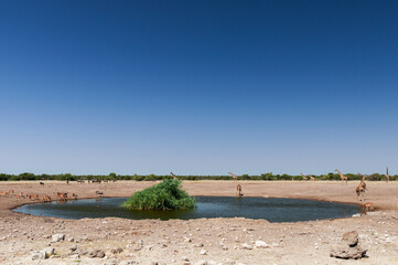 Group of giraffes, springboks, wildebeests at a waterhole / Group of giraffes, springboks, wildebeests at a waterhole in Etosha National Park.