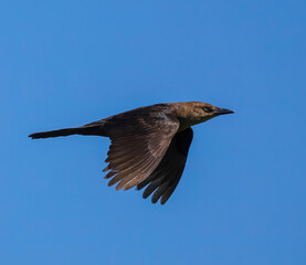 Female Common Grackle in flight in a blue sky