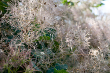 Blooming smoke tree close-up. Selective focus. Natural background