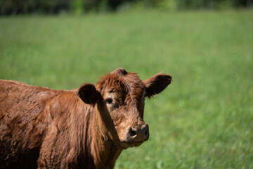 Fototapeta premium beef cows green grass meadow. Responsible beef operation, pasture grass fed. 