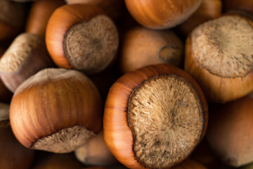 ripe hazelnut fruit in shell, close-up, background image