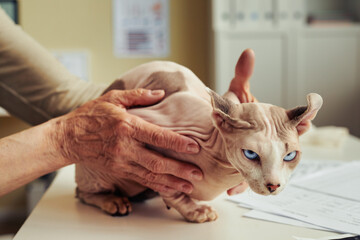 Close up of senior woman holding hairless cat in vet clinic at pet health check up, copy space