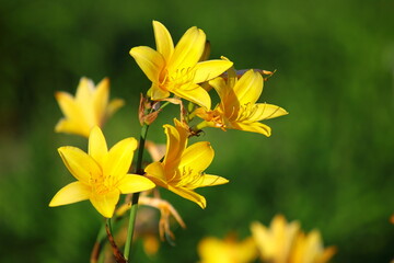 Kwiaty liliowca żółtego (Hemerocallis lilioasphodelus) - obrazy, fototapety, plakaty