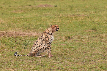 Cheetah sitting in the grass