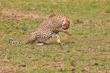 Cheetah licks his paws in the grass