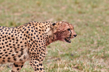 Close-up of a cheetah in Kenya