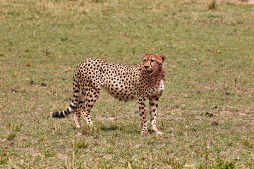 Cheetah in the Masai Mara