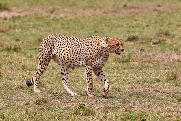 Cheetah in the Masai Mara