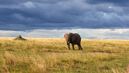 Naklejka na ściany i meble Elephant under dark skies in the Maasai Mara National Reserve, Kenya