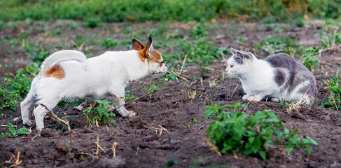 A Pekingese dog barks at a cat. A dog and a dog in the garden