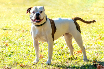 Dog breed American Bulldog   on a leash in sunny weather. Portrait of a dog