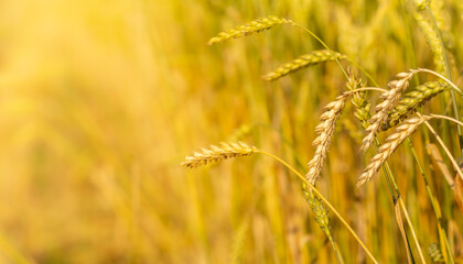 ripe spikelets of wheat on a sunny day. great harvest .Ears of golden wheat close up.background